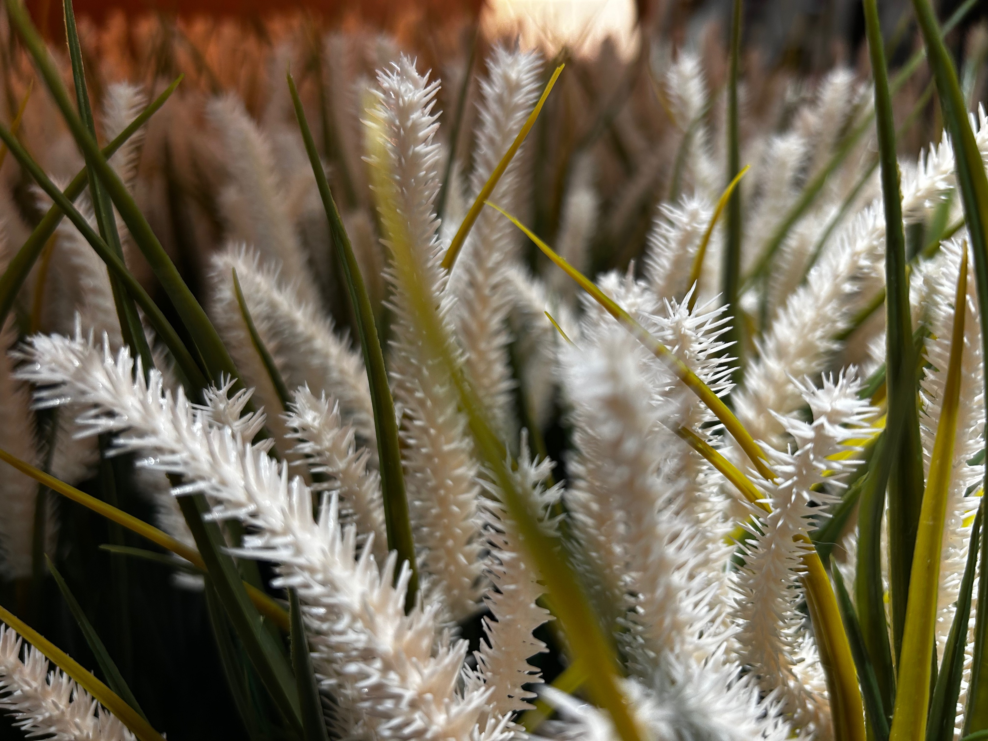 Spiky White Plant